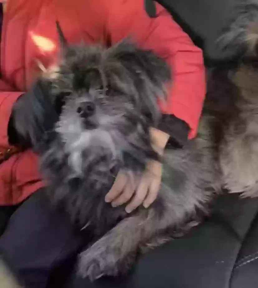 Lost dog in Jamaica, NY, 11434