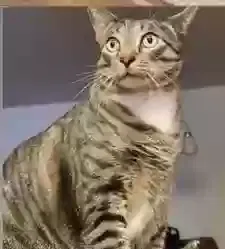 Lost cat in Allentown, PA, 18104