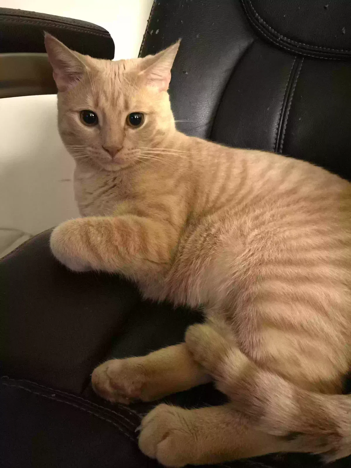 Lost cat in Allentown, PA, 18104