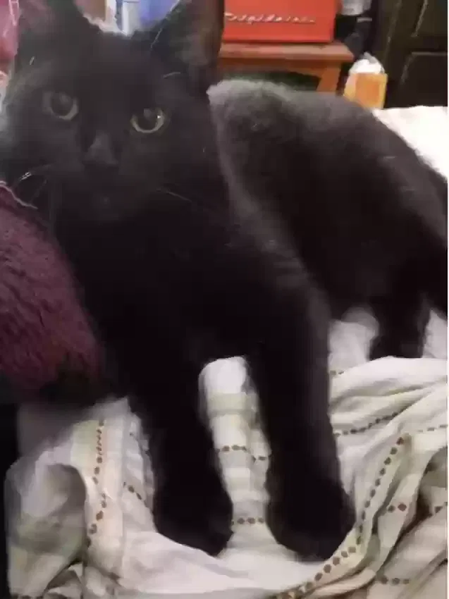 Lost cat in Coopersburg, PA, 18036