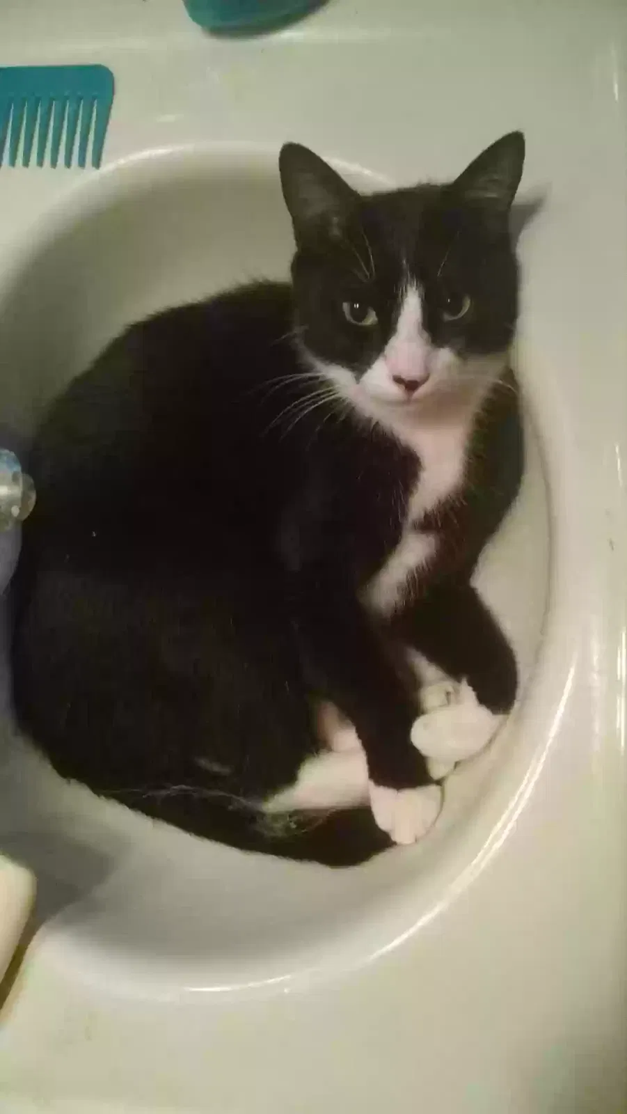 Lost cat in Belleville, IL, 62220