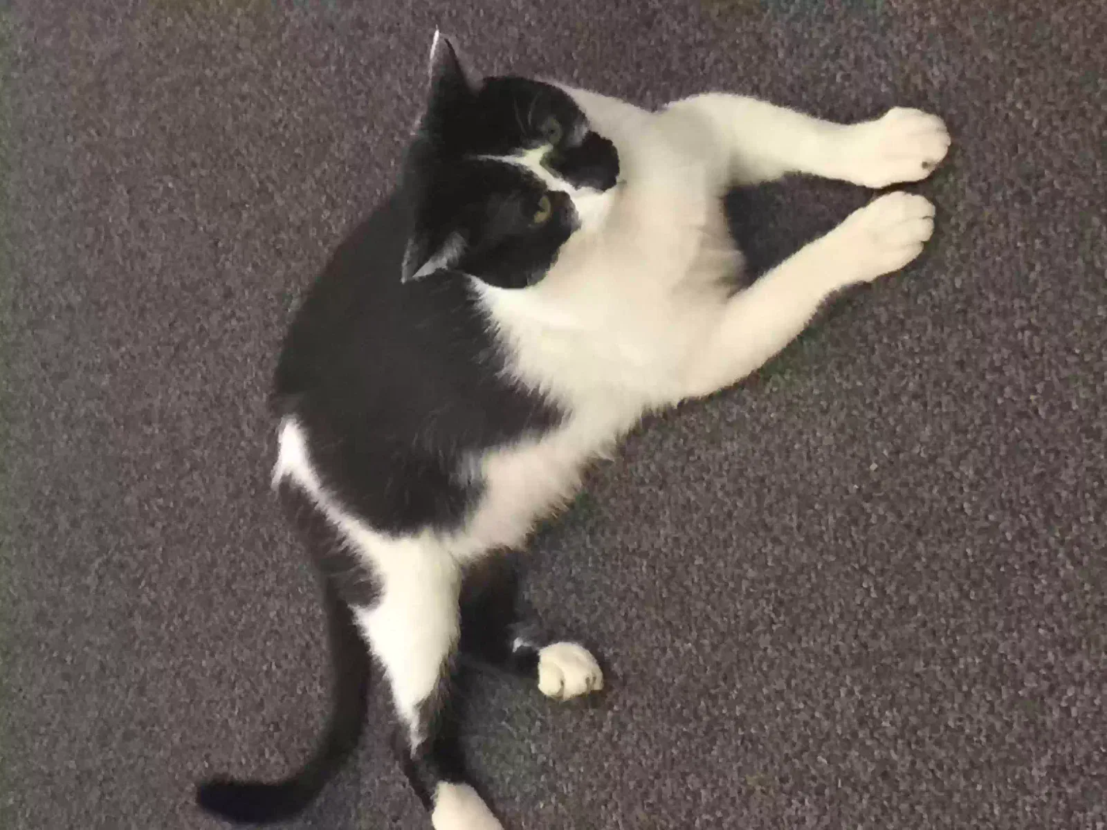 Lost cat in San Antonio, TX, 78257