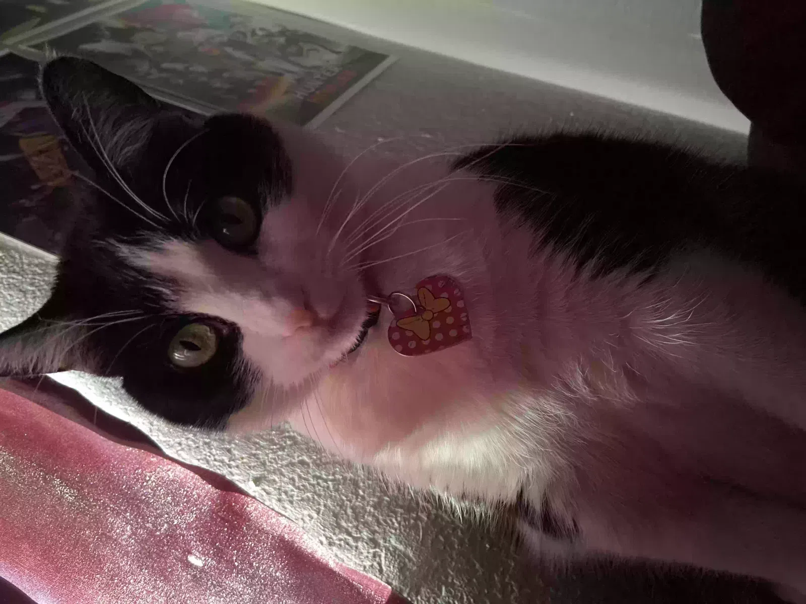 Lost cat in Las Vegas, NV, 89110