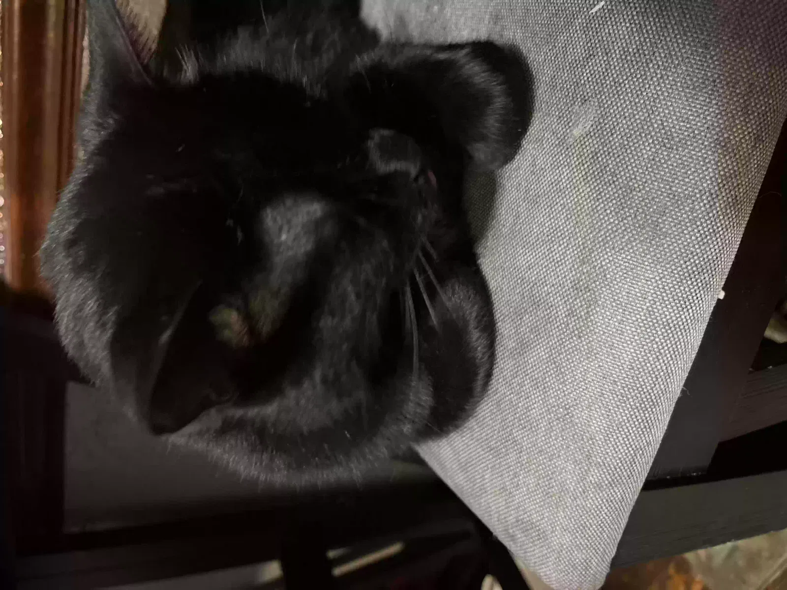Lost cat in Elyria, OH, 44035