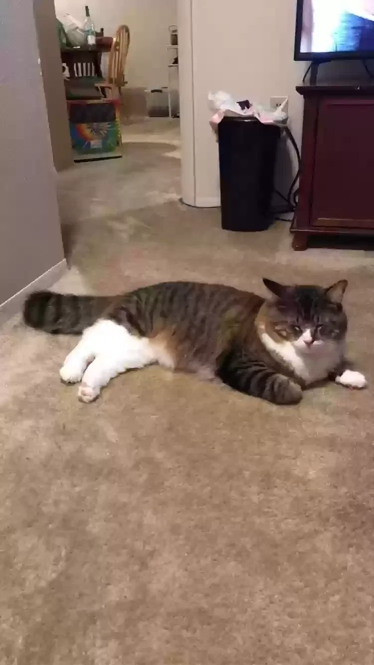Lost cat in Kalamazoo, MI, 49001