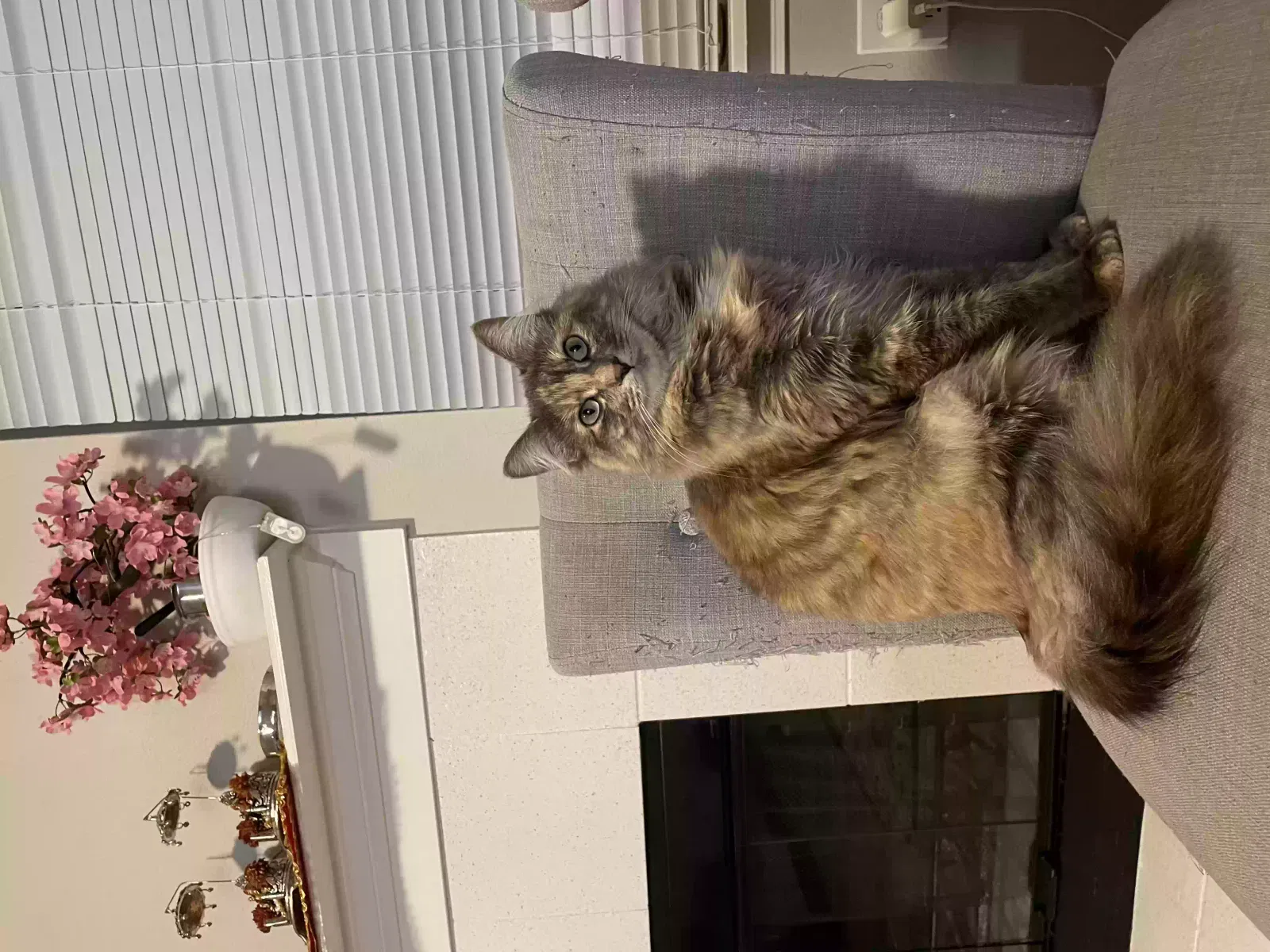Lost cat in Seattle, WA, 98105