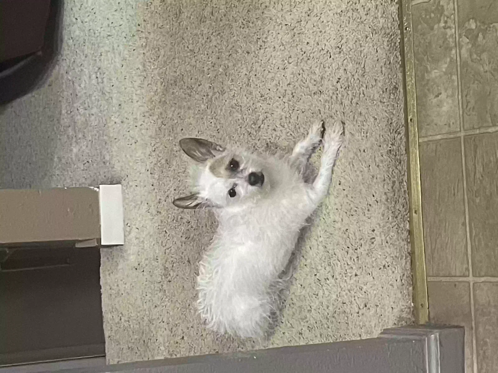 Lost dog in Spokane, WA, 99207