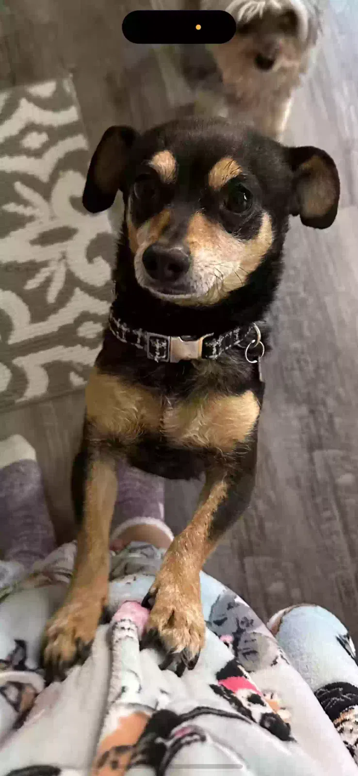 Lost dog in Las Vegas, NV, 89139
