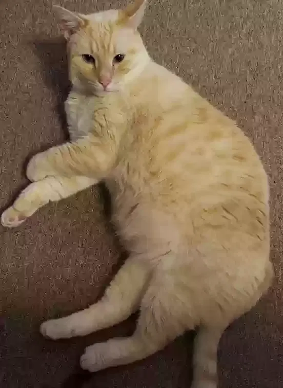 Lost cat in Tampa, FL, 33617