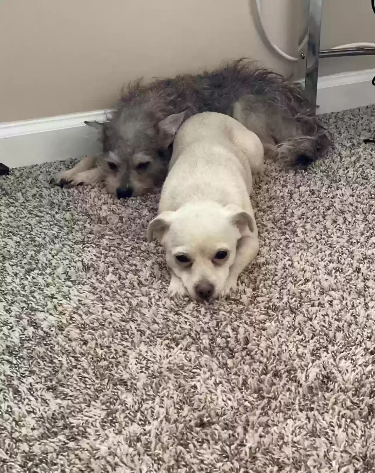 Lost dog in Smyrna, GA, 30080