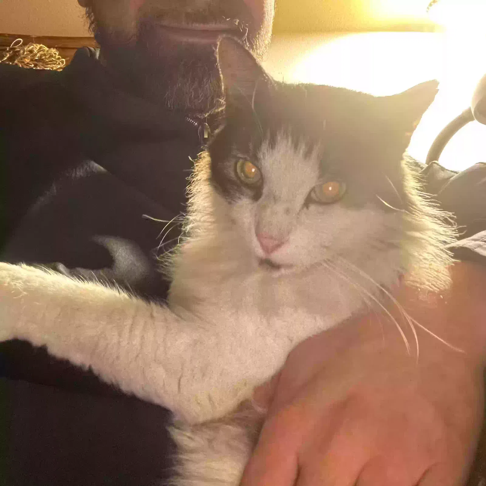 Lost cat in Broussard, LA, 70518
