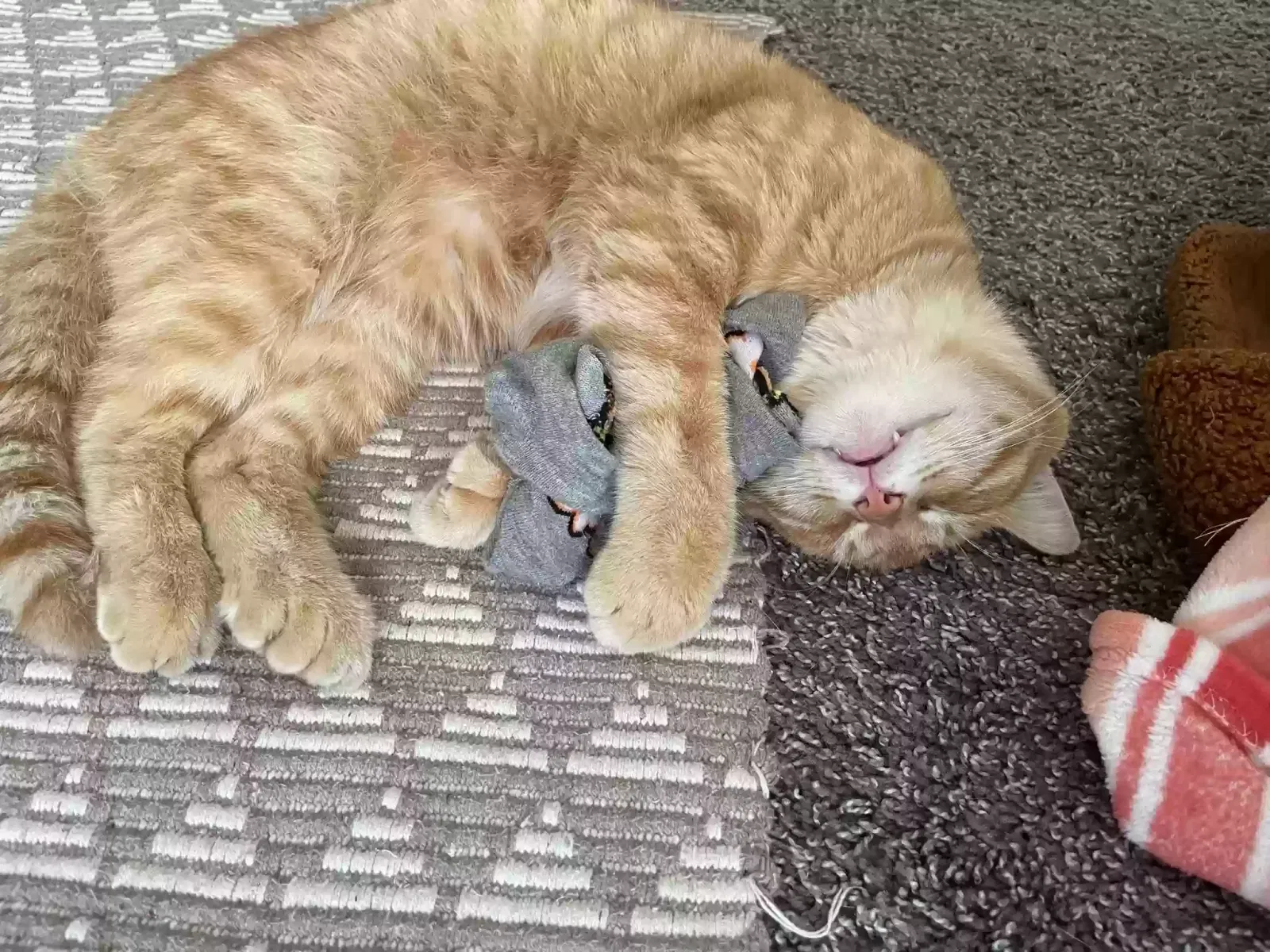 Lost cat in Foley, AL, 36535
