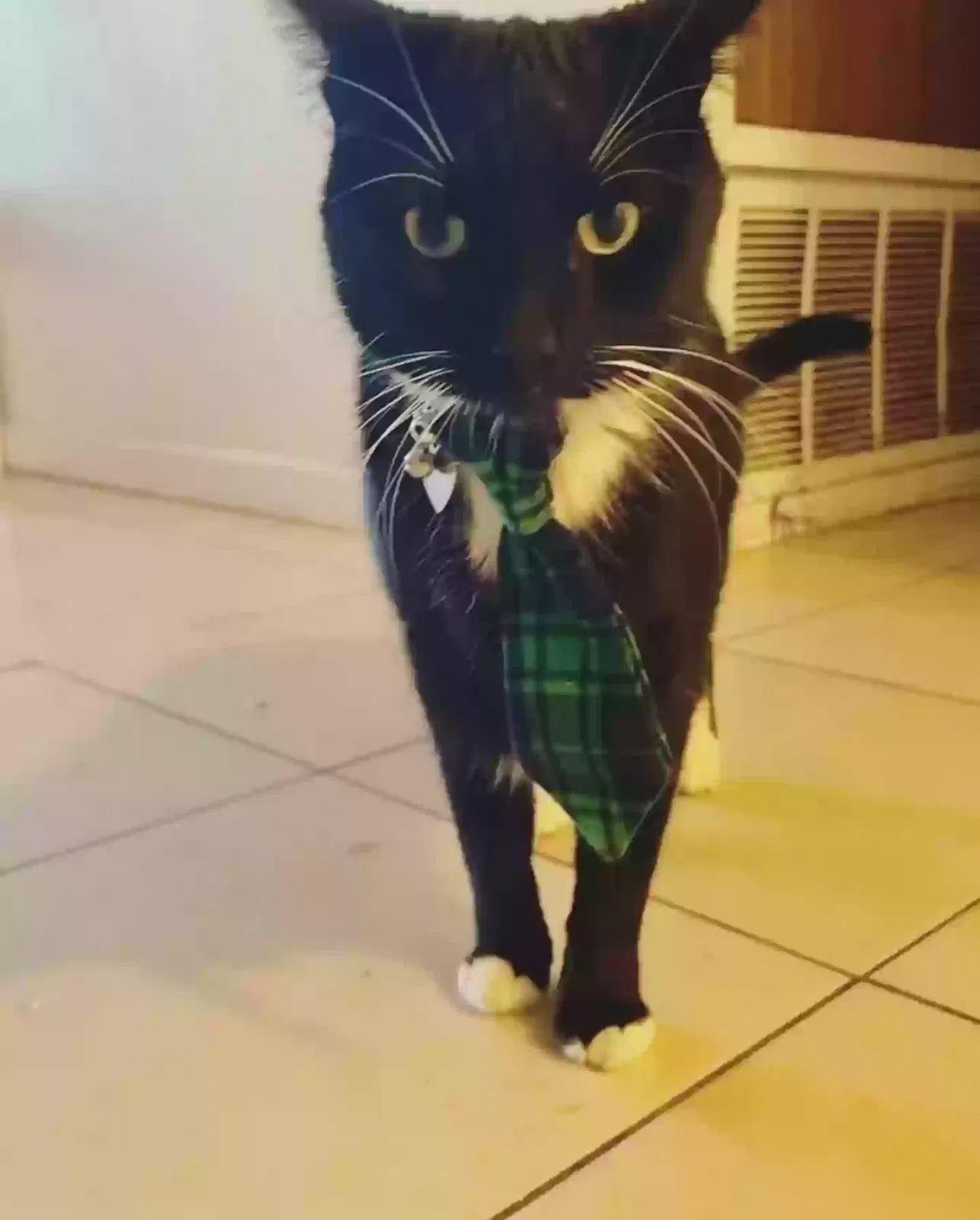 Lost cat in Pittsburg, CA, 94565