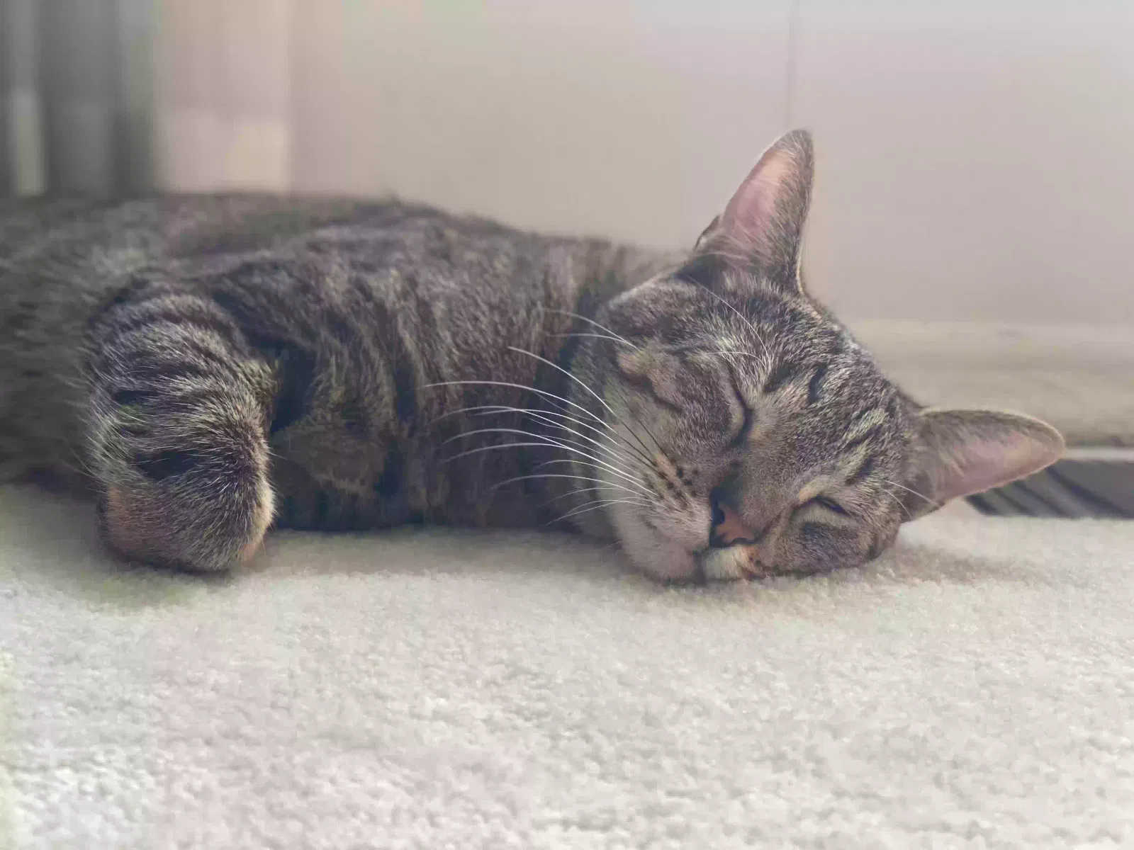 Lost cat in Glendora, CA, 91740