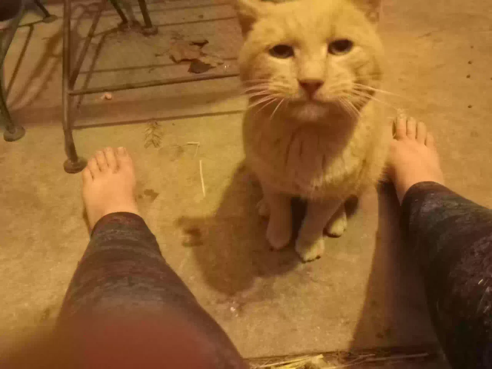 Found cat in Hughesville, PA, 17737