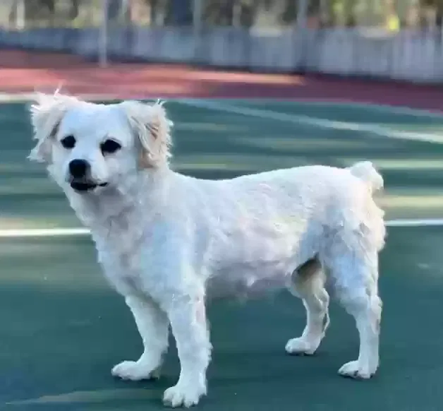 Lost dog in Austin, TX, 78745
