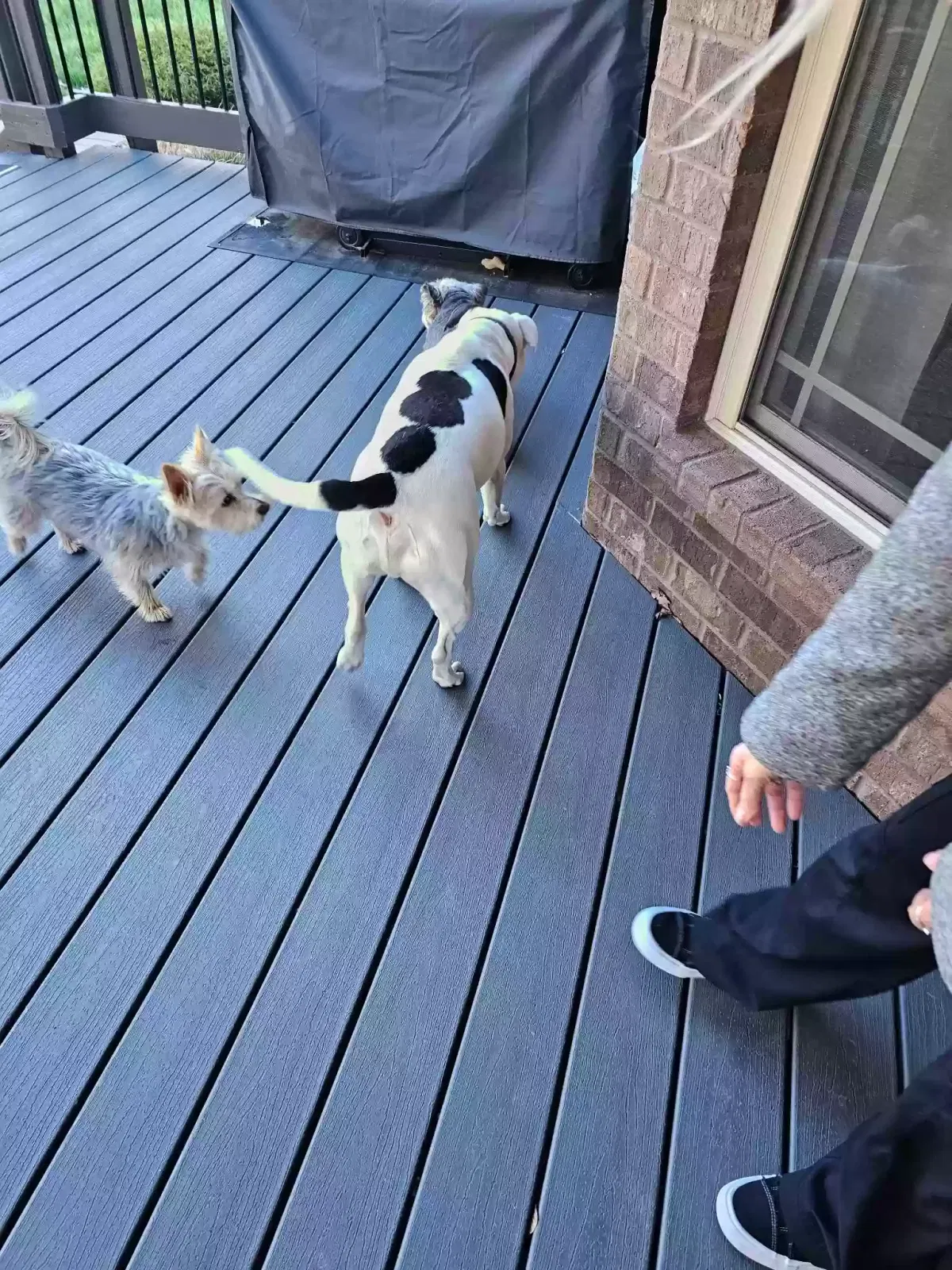 Found dog in Clarksville, TN, 37042