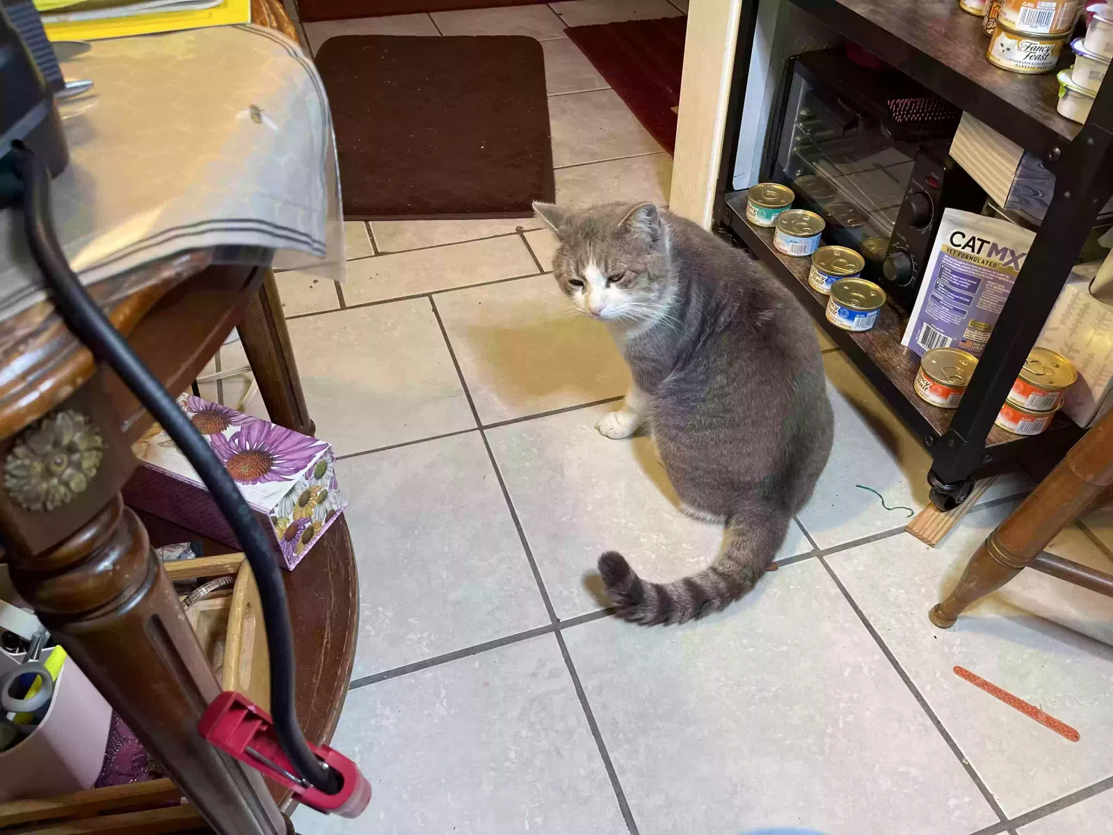 Lost cat in Brookshire, TX, 77423