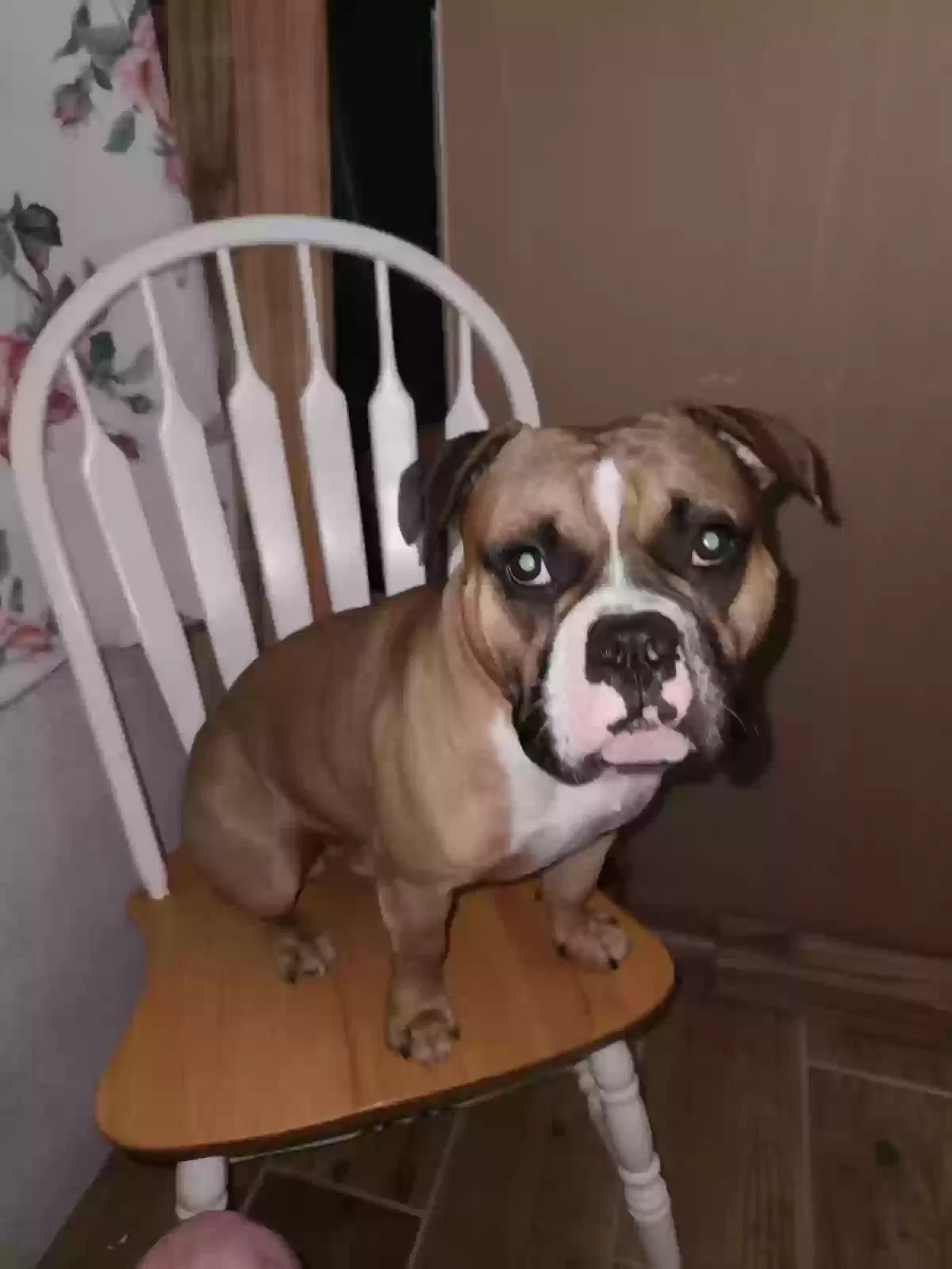 Lost dog in Ponchatoula, LA, 70454