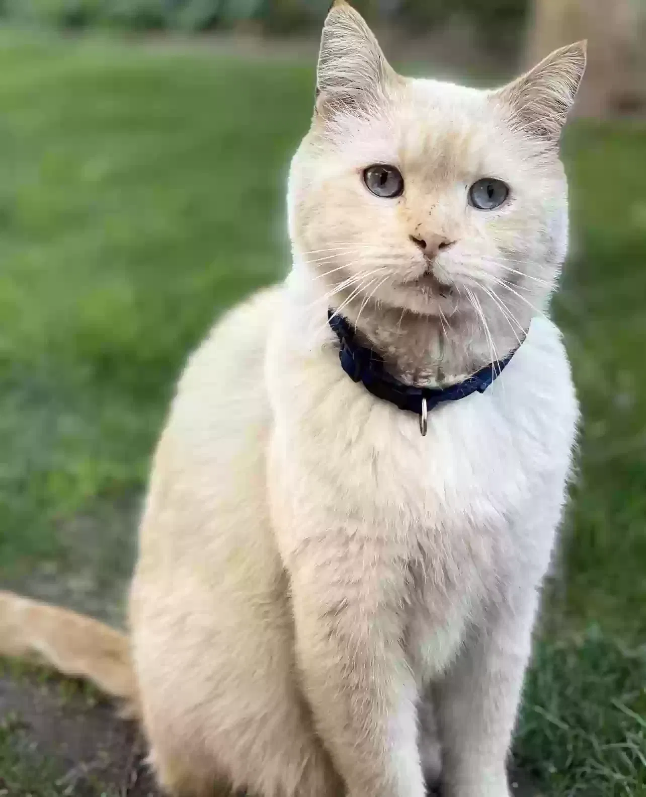 Lost cat in Anaheim, CA, 92801