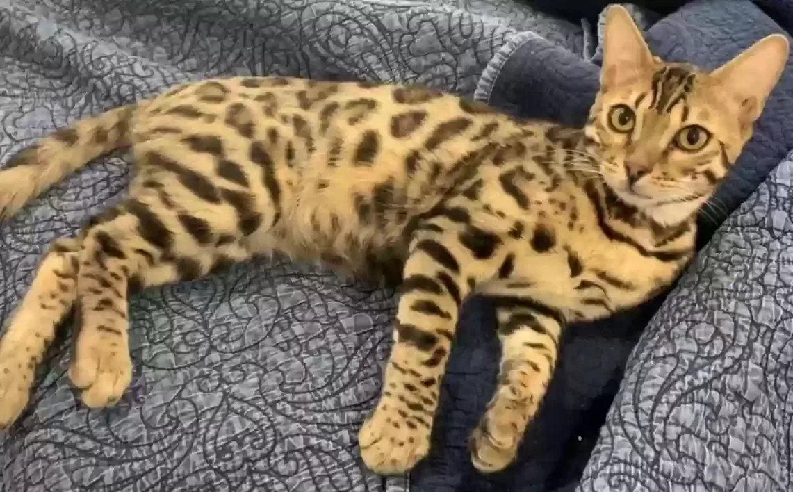 Lost cat in Simi Valley, CA, 93065