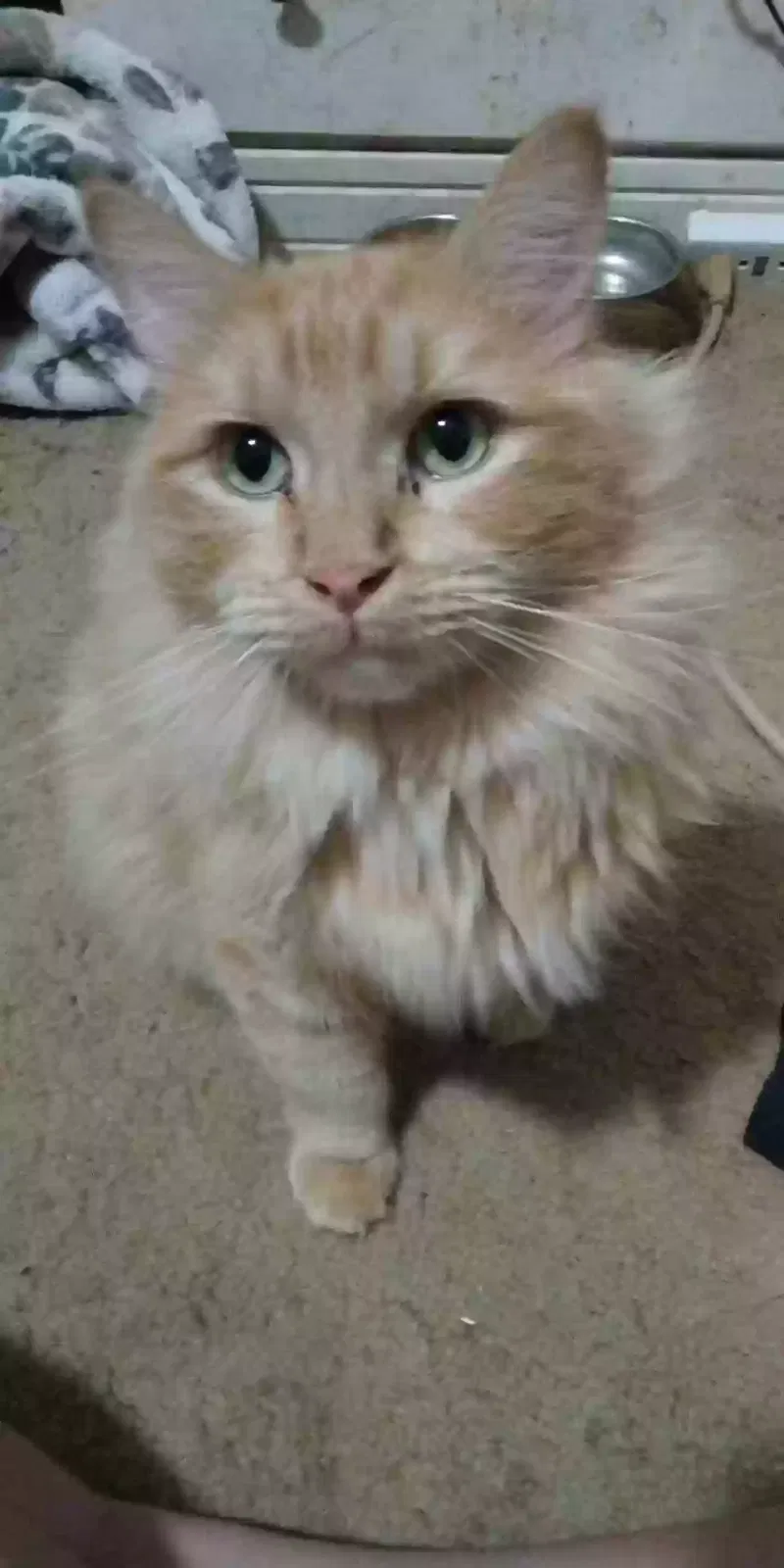 Lost cat in Pocatello, ID, 83201