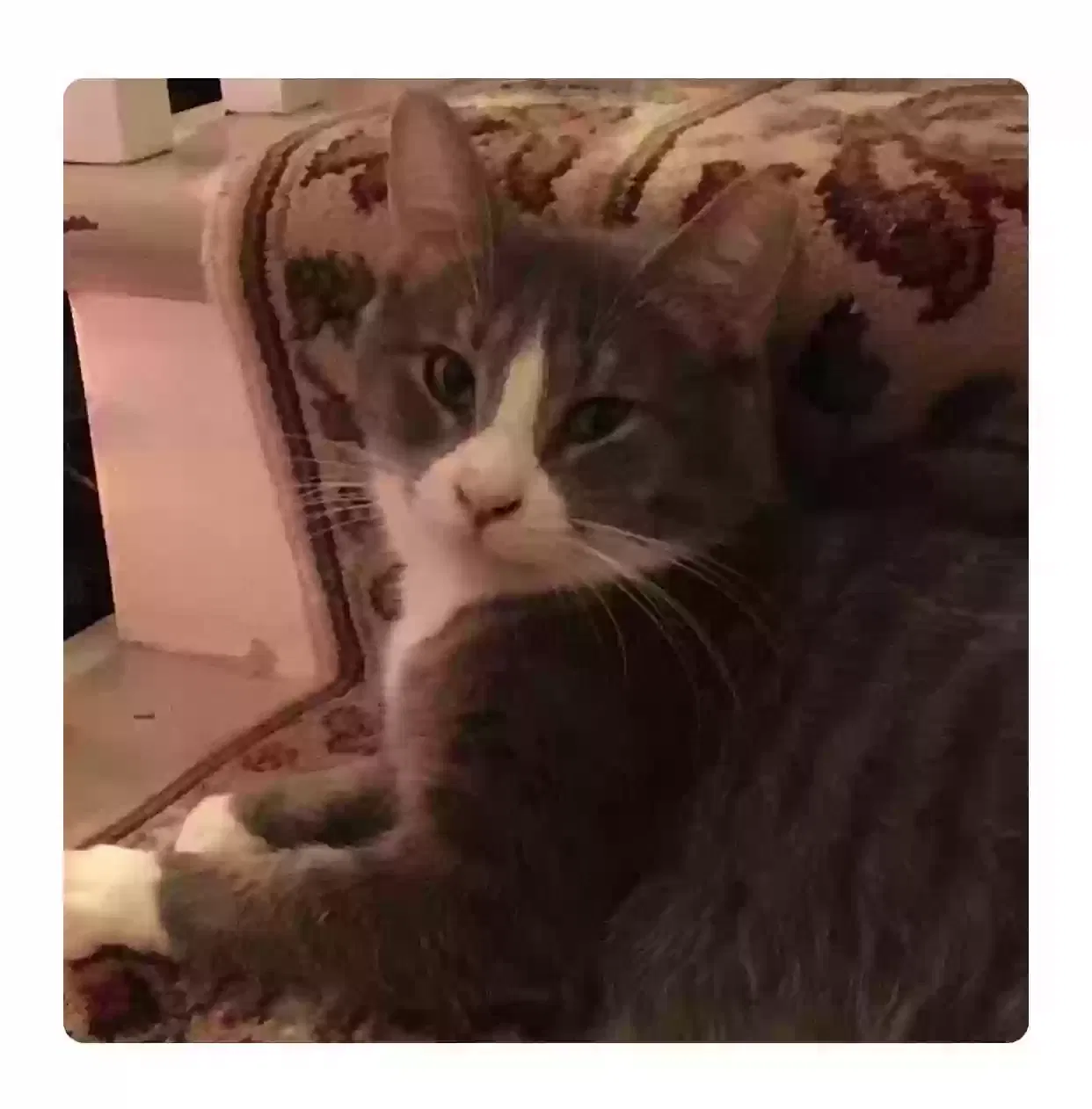 Lost cat in Vandergrift, PA, 15690