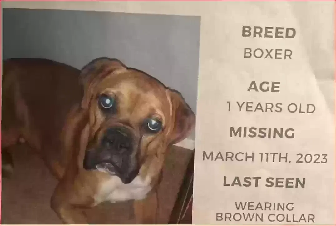 Lost dog in Porterville, CA, 93257