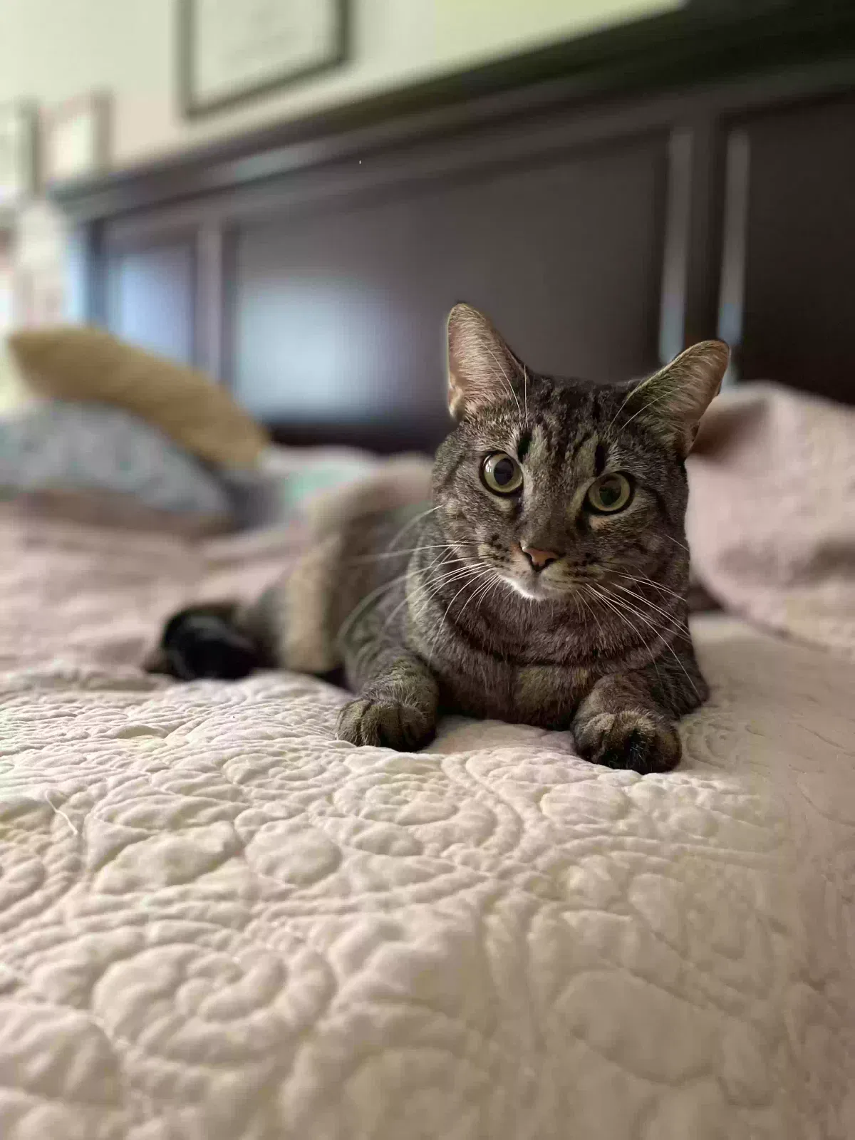 Lost cat in Harrisburg, NC, 28075
