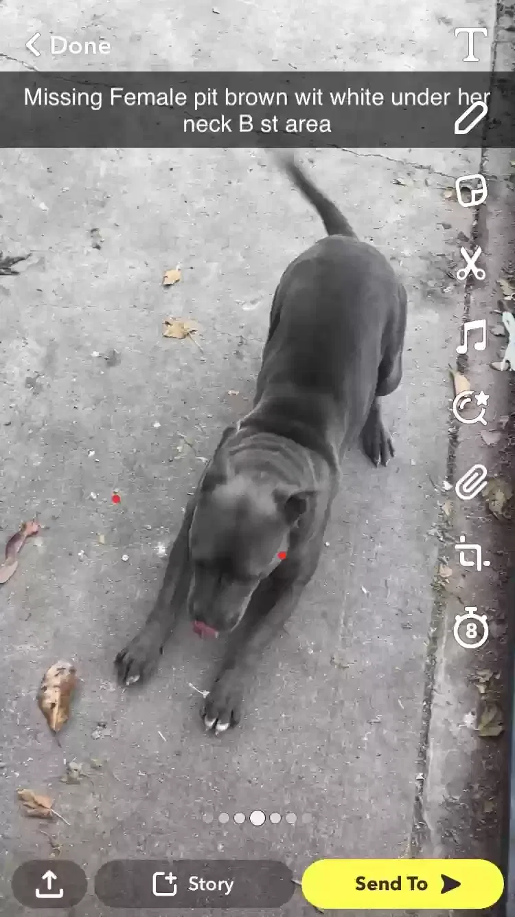 Lost dog in Stockton, CA, 95206