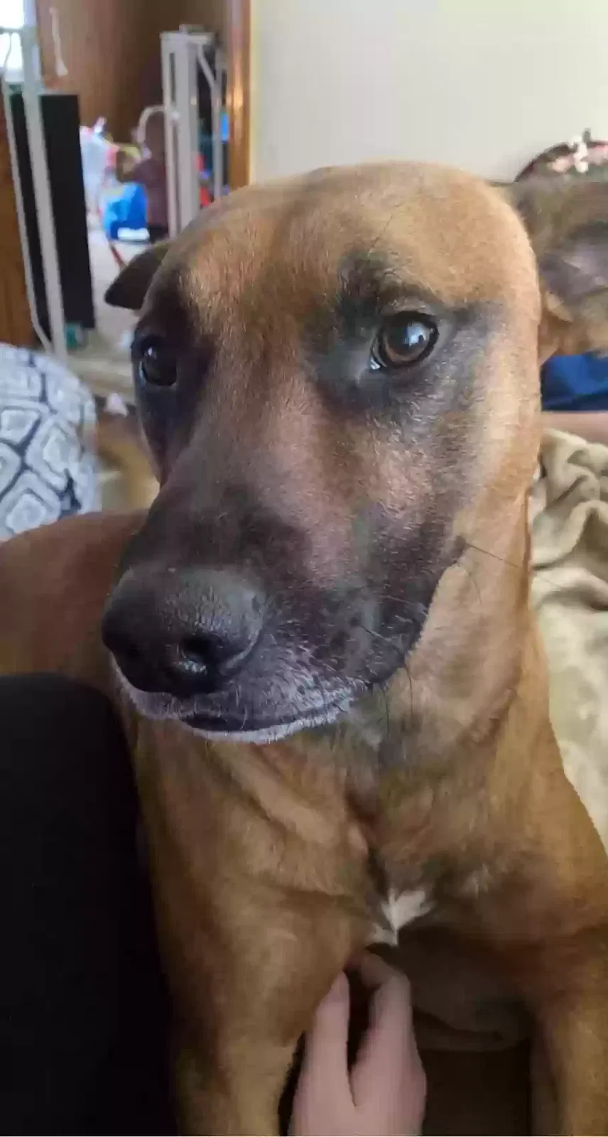 Lost dog in Maiden, NC, 28650
