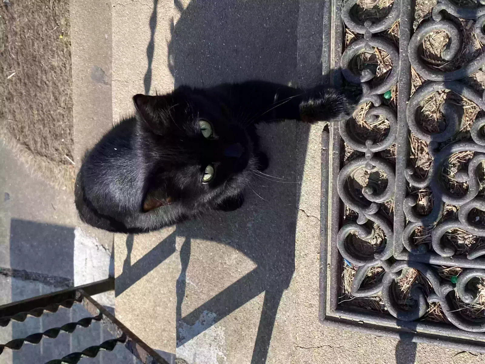 Found cat in Florissant, MO, 63031