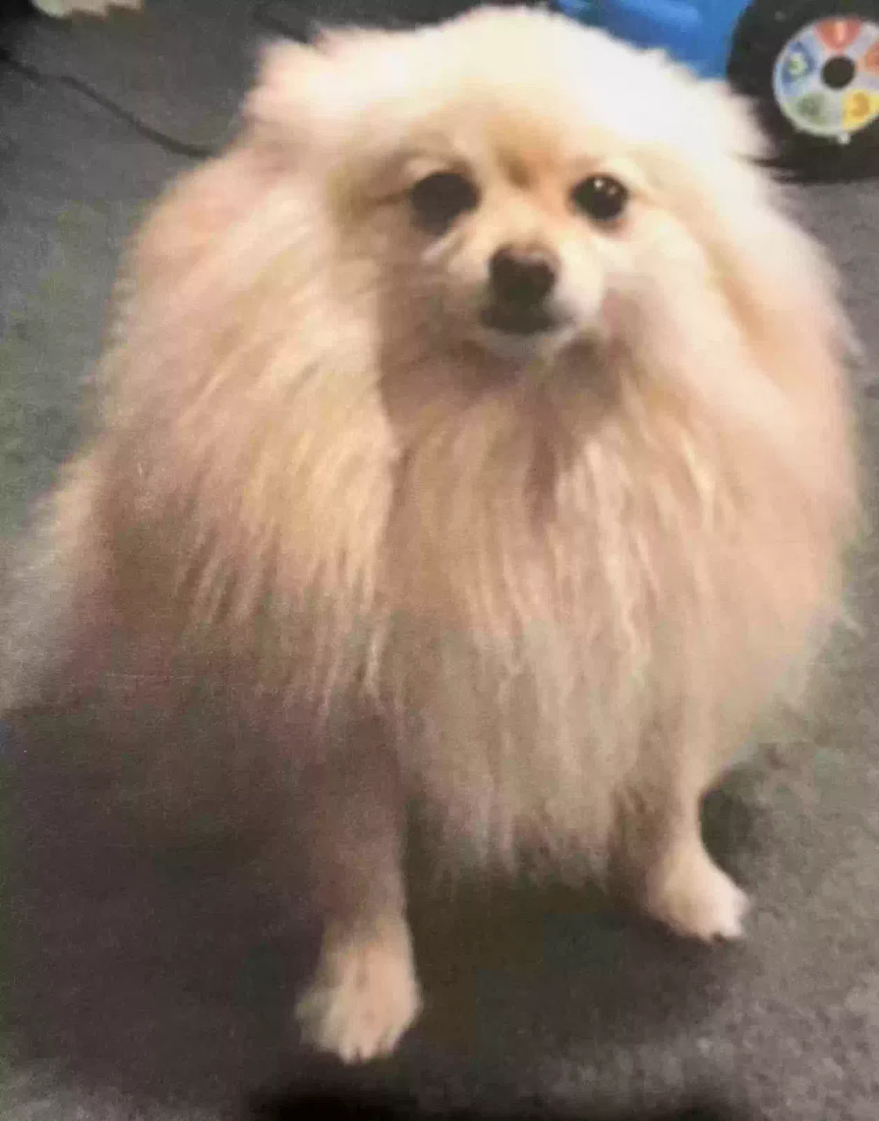 Lost dog in San Antonio, TX, 78227