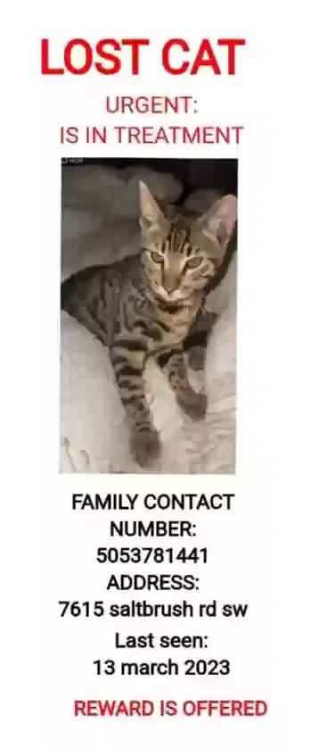 Lost cat in Albuquerque, NM, 87121
