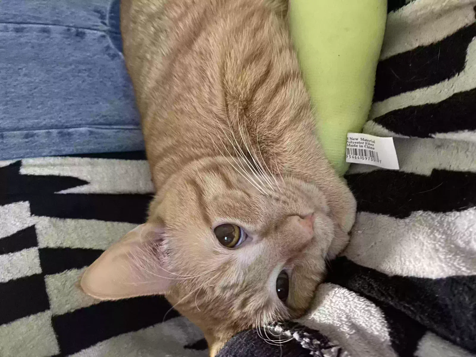 Lost cat in Phoenix, AZ, 85003