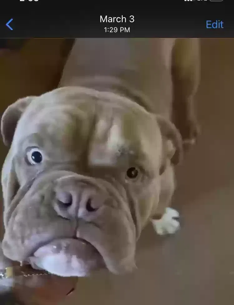 Lost dog in Tucson, AZ, 85706