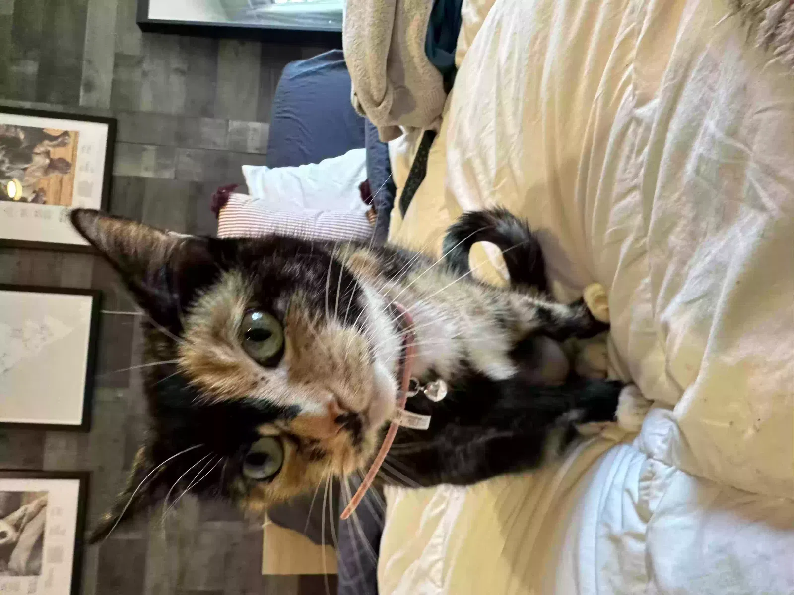 Lost cat in Wyckoff, NJ, 7481
