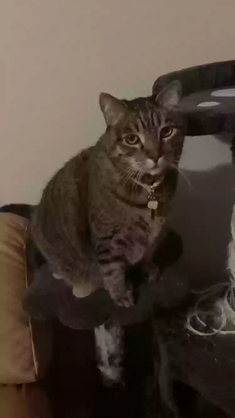 Lost cat in Tustin, CA, 92782