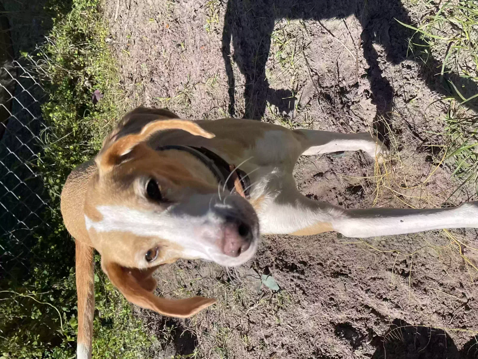 Lost dog in Tampa, FL, 33612