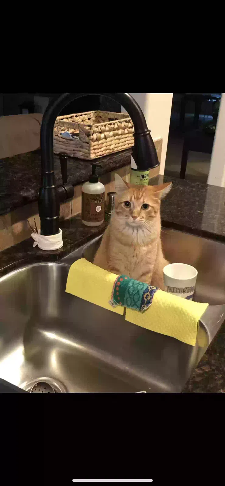 Lost cat in Friendswood, TX, 77546