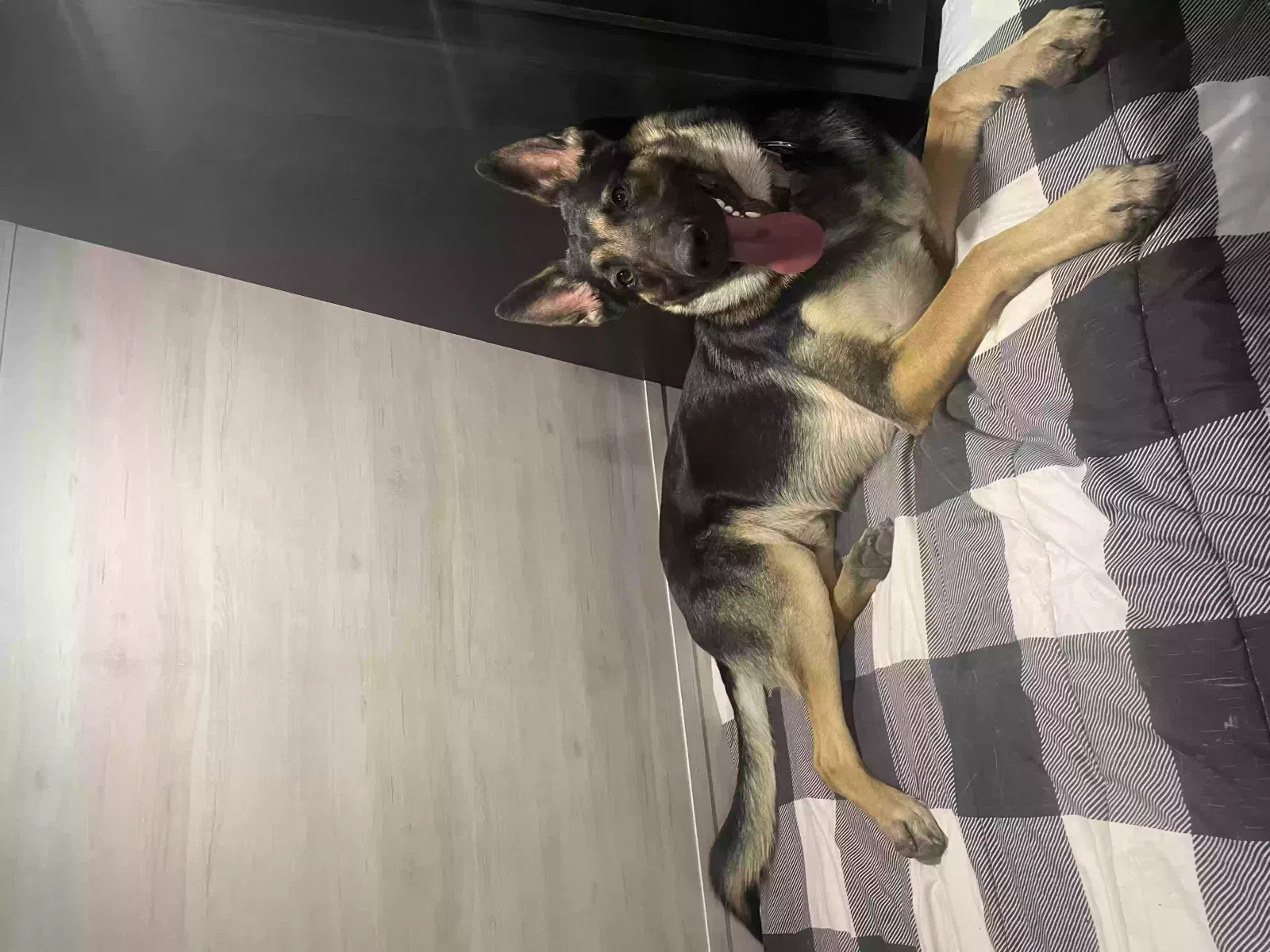 Lost dog in Nolanville, TX, 76559