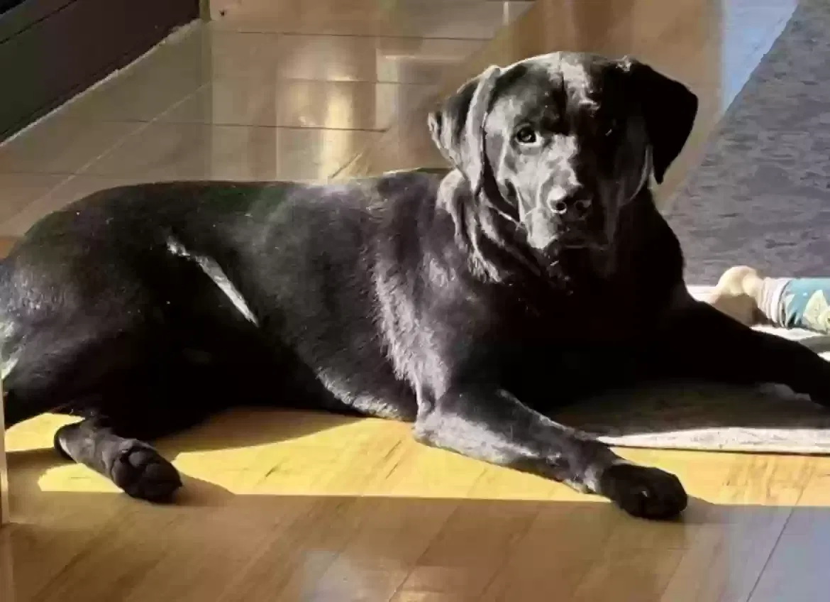 Lost dog in Soddy Daisy, TN, 37379
