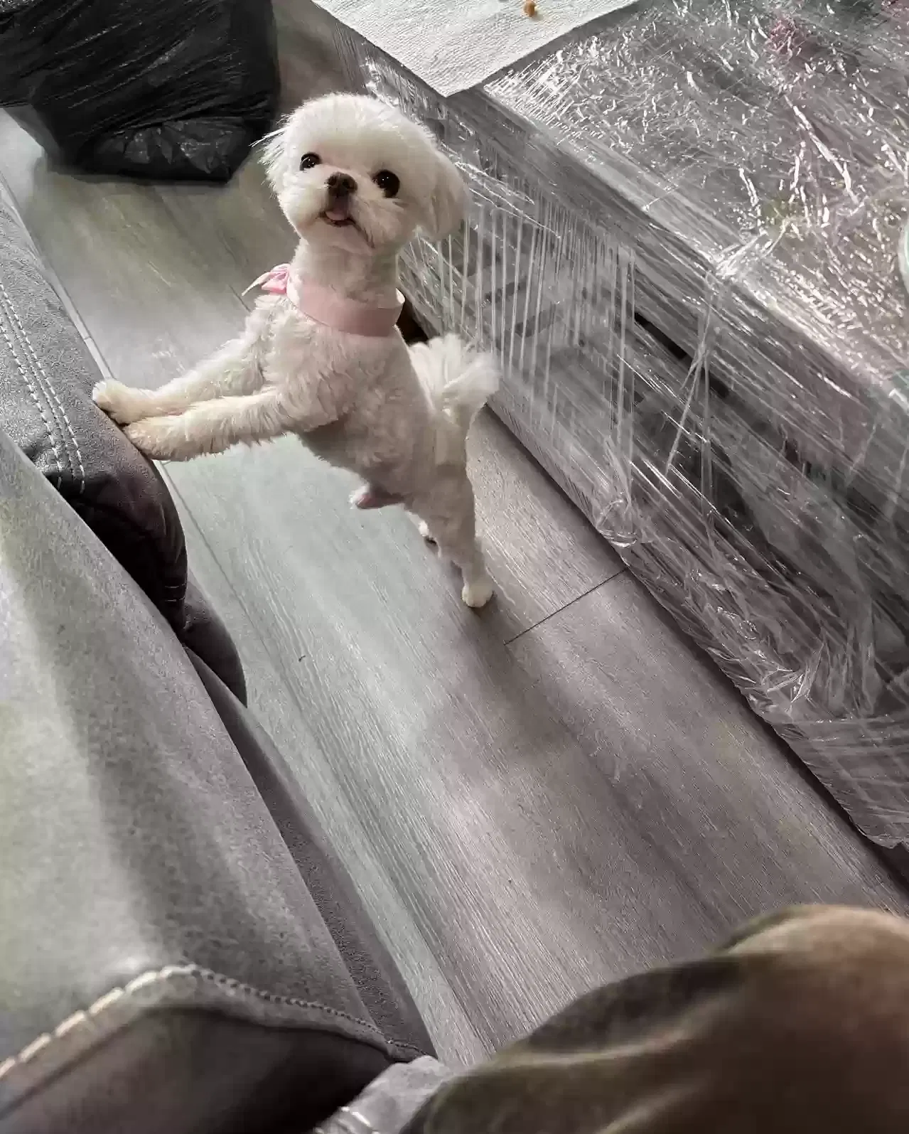 Lost dog in Ontario, CA, 91762