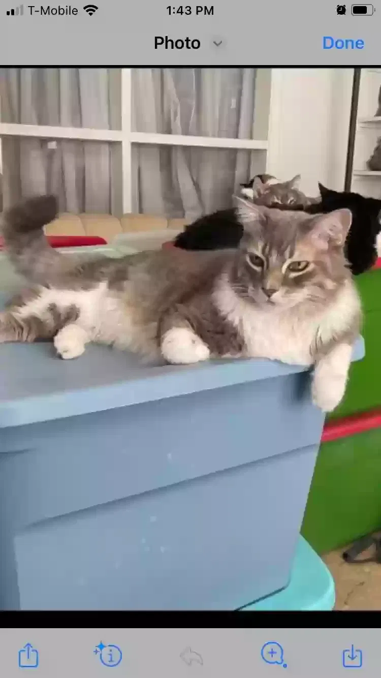Lost cat in Tucson, AZ, 85719