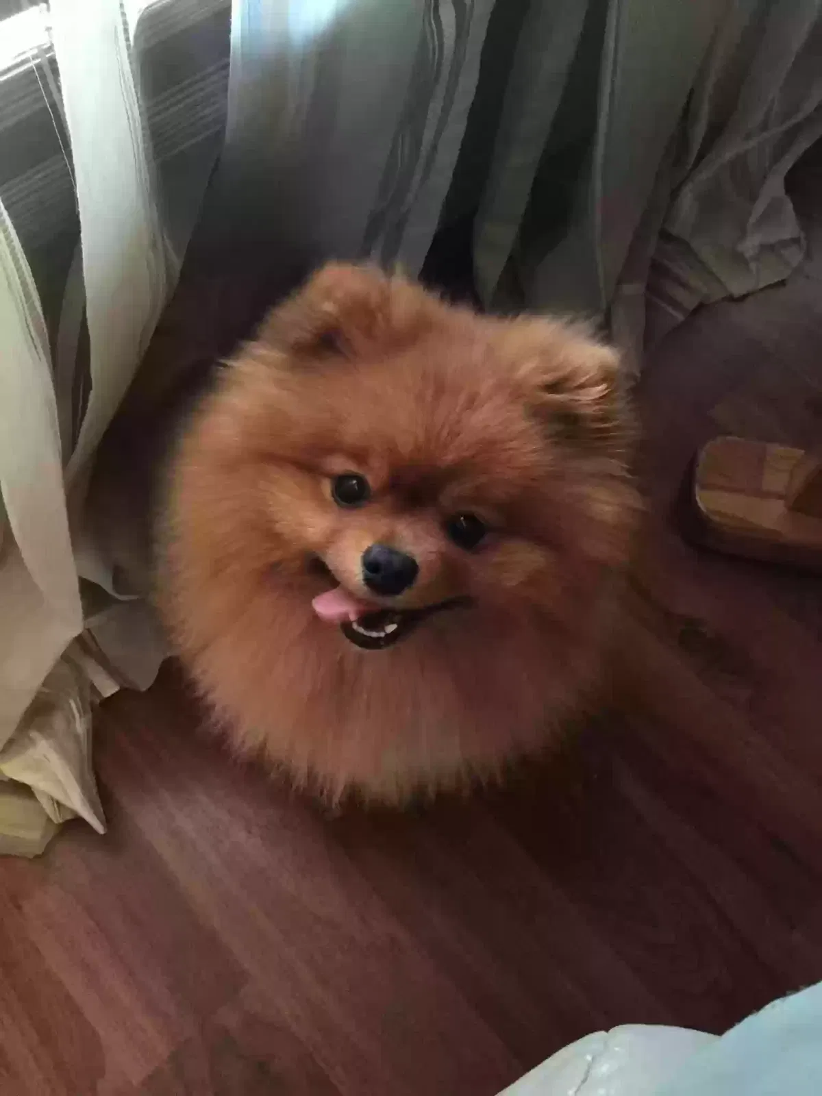 Lost dog in Fayetteville, NC, 28314