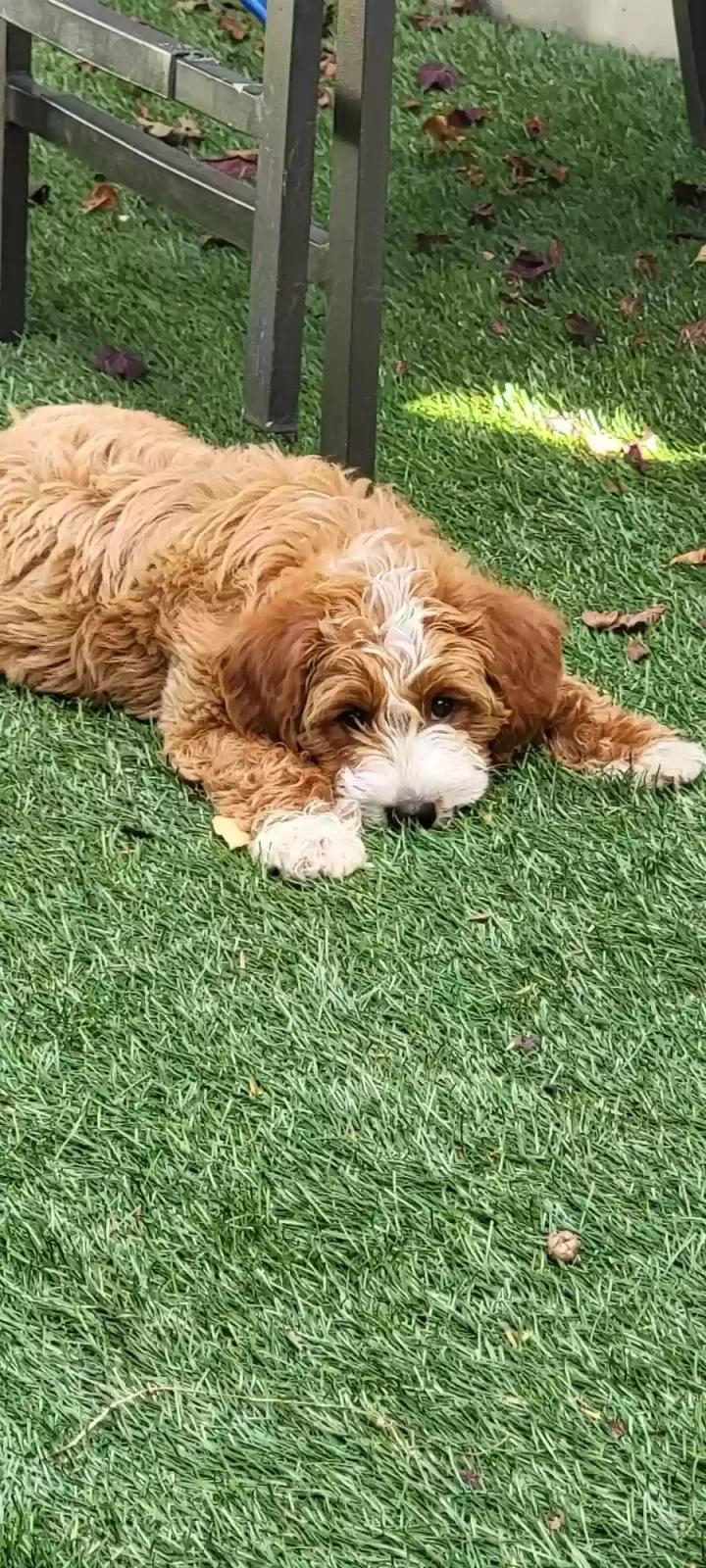 Lost dog in Elizabeth, NJ, 7208