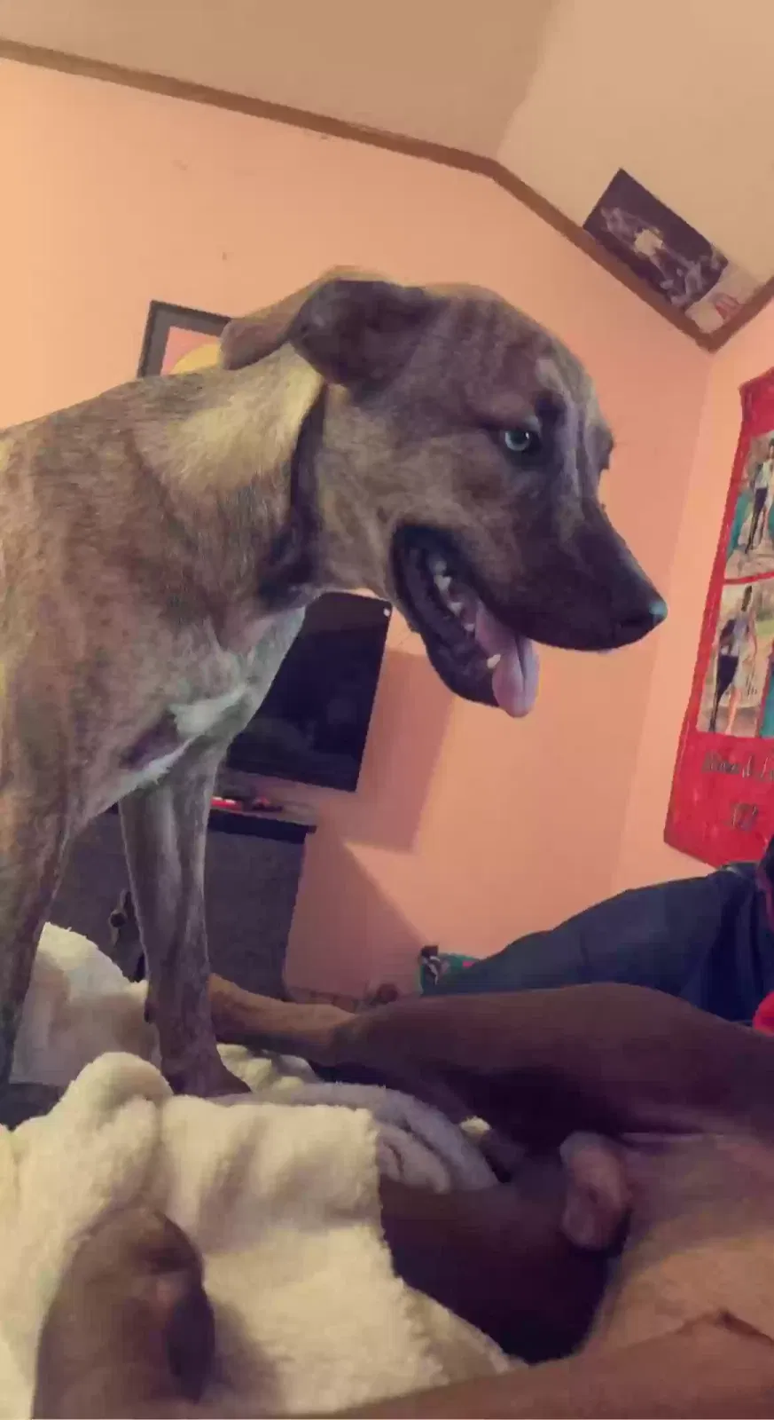 Lost dog in Homer, MI, 49245