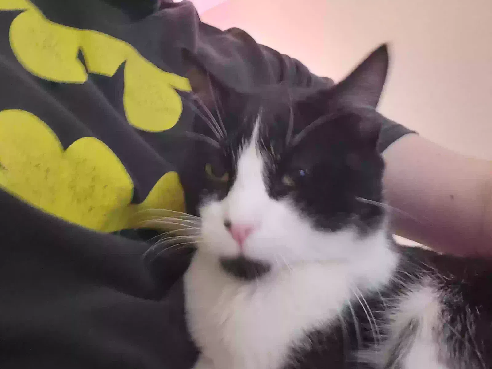 Found cat in Edmond, OK, 73012