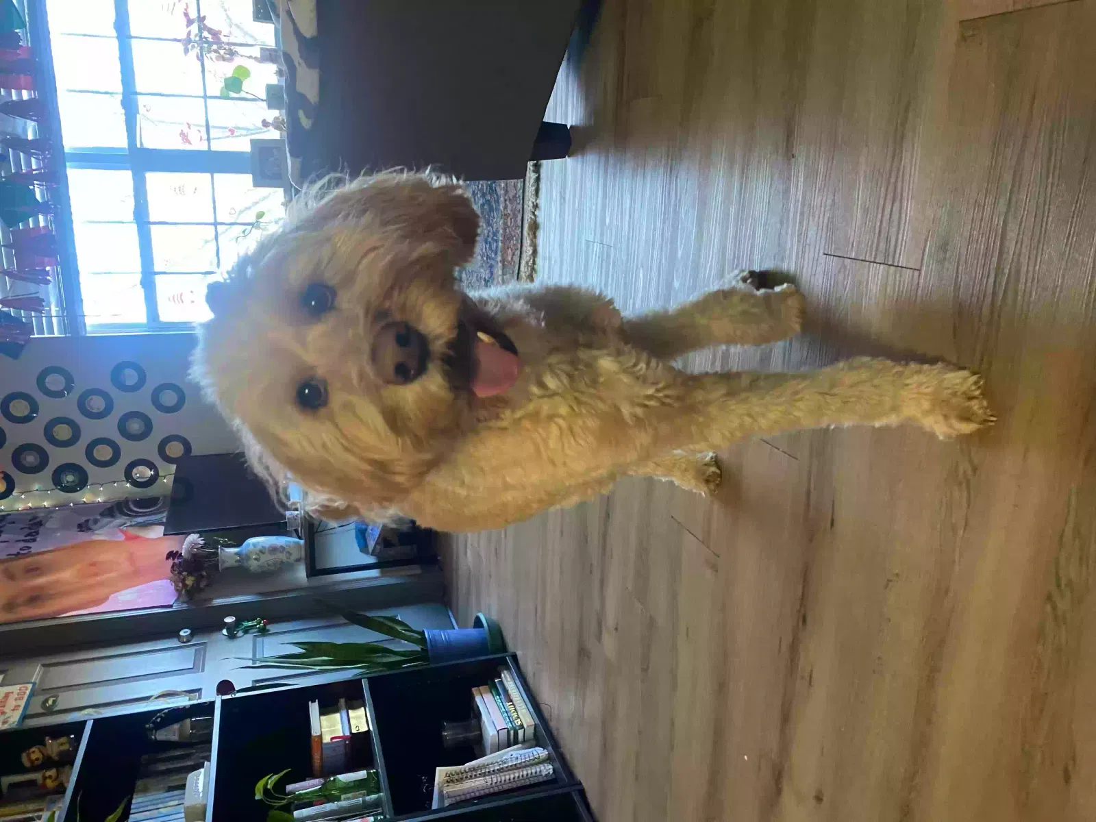 Lost dog in Murfreesboro, TN, 37130
