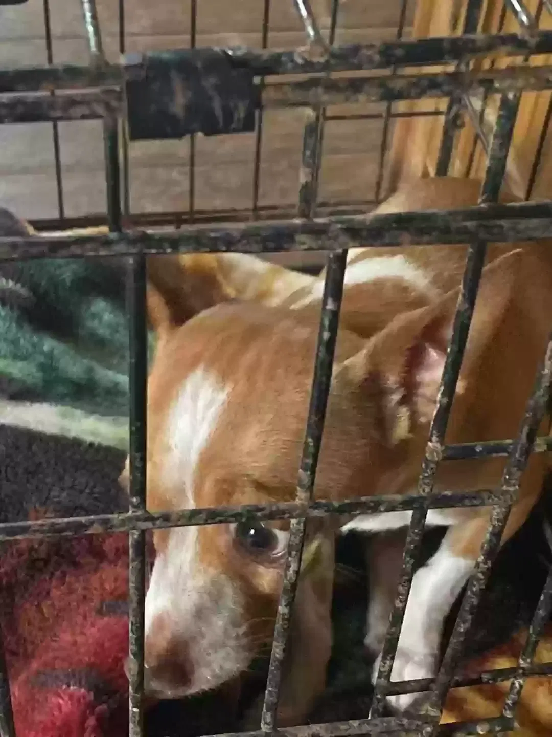 Lost dog in Cleveland, TN, 37311